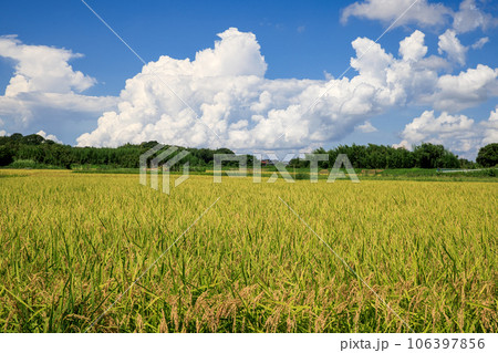 夏の田園風景　稲穂と積乱雲 106397856