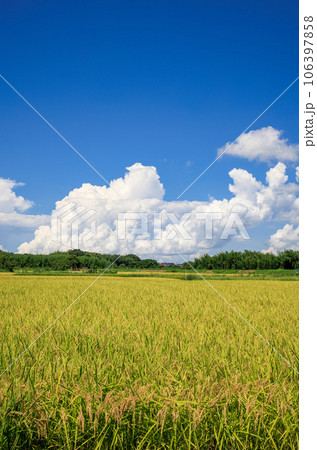 夏の田園風景 稲穂と積乱雲 夏の田園風景 稲穂と積乱雲 106397858