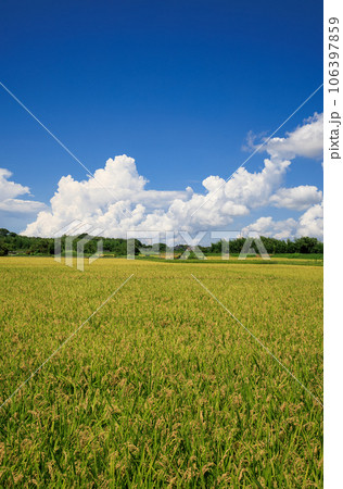 夏の田園風景 稲穂と積乱雲 夏の田園風景 稲穂と積乱雲 106397859