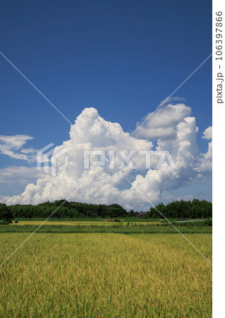 夏の田園風景　稲穂と積乱雲 106397866