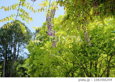 フジの花 106398204