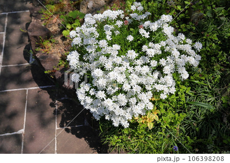 イベリスの花　満開 106398208