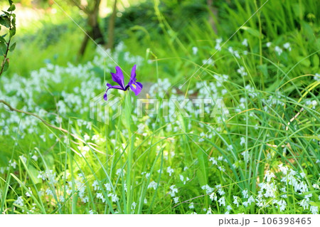 アヤメの花　咲始め 106398465