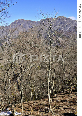 丹沢の鉄砲沢ノ頭山頂の森より望む丹沢主脈 106398483