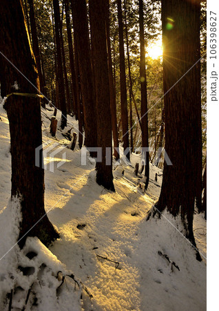 朝日さしこむ森　冬の丹沢山地　雪の小草平尾根 106398627