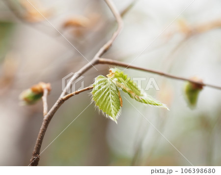 春を迎え伸び始めたブナの新芽 春を迎え伸び始めたブナの新芽 106398680