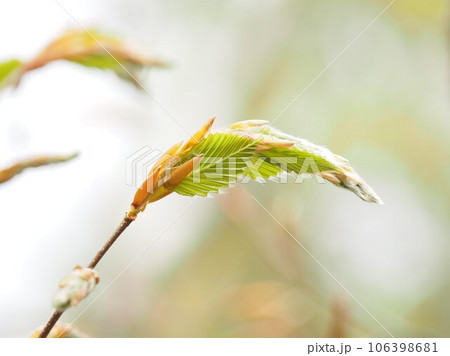 春を迎え伸び始めたブナの新芽 106398681