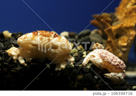 オウギガニ　ウモレオウギガニ　カニ　甲殻類　毒ガニ　脱皮 106398716