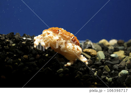 オウギガニ ウモレオウギガニ カニ 甲殻類 毒ガニ 岩の下に隠れるカニ オウギガニ ウモレオウギガニ カニ 甲殻類 毒ガニ 岩の下に隠れるカニ 106398717