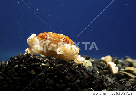 オウギガニ ウモレオウギガニ カニ 甲殻類 毒ガニ 岩の下に隠れるカニ オウギガニ ウモレオウギガニ カニ 甲殻類 毒ガニ 岩の下に隠れるカニ 106398718