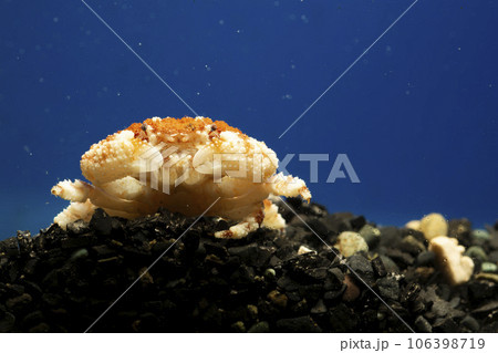 オウギガニ ウモレオウギガニ カニ 甲殻類 毒ガニ 岩の下に隠れるカニ オウギガニ ウモレオウギガニ カニ 甲殻類 毒ガニ 岩の下に隠れるカニ 106398719