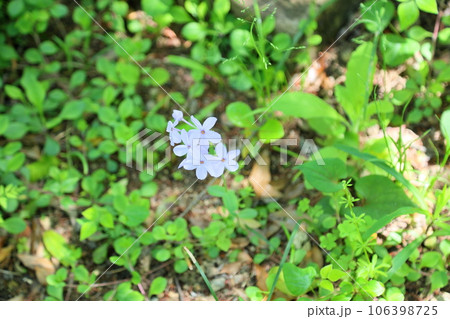 ハナニラの花 106398725