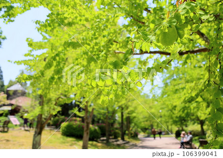 爽やかカツラの若葉 106399041