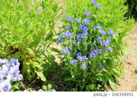エキウム ブルガレの花 満開 エキウム ブルガレの花 満開 106399052