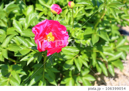 ボタンの花 満開 ボタンの花 満開 106399054