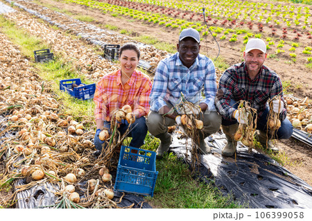 Smiling farmers posing with onion on field 106399058