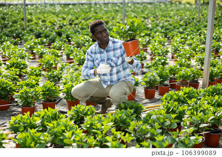 African american farmer examines a hydrangeas in a pot African american farmer examines a hydrangeas in a pot 106399089
