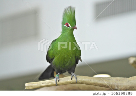 ギニアエボシドリ 106399299