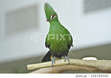 ギニアエボシドリ 106399300