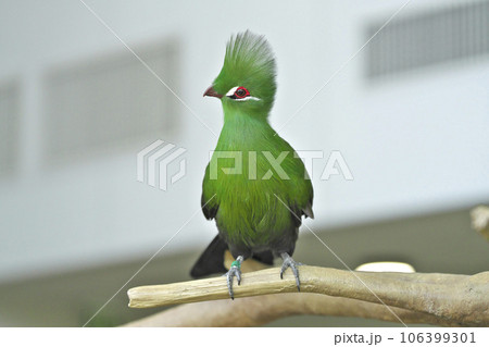 ギニアエボシドリ 106399301