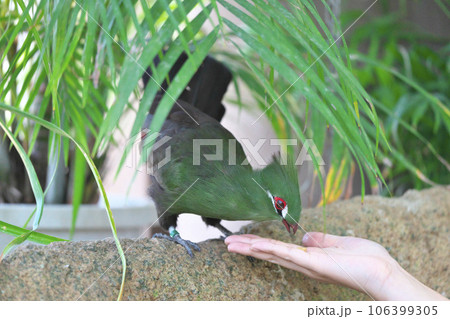 ギニアエボシドリ 106399305