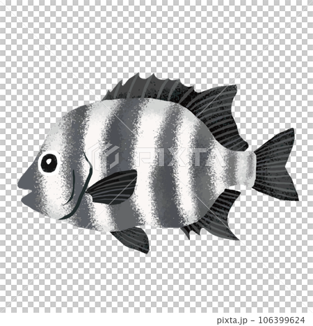 Watercolor illustration of parrotfish 106399624