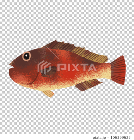 Parrotfish watercolor illustration 106399625