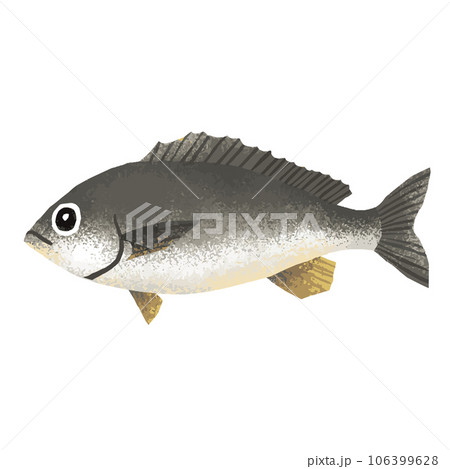 イサキの水彩風イラスト 106399628