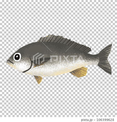 イサキの水彩風イラスト 106399628