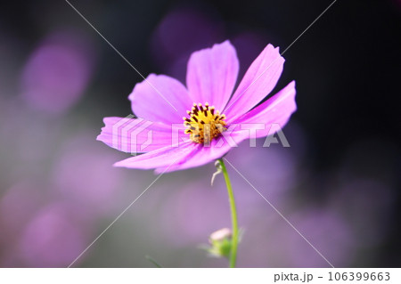 美しいピンクのコスモスの花 106399663