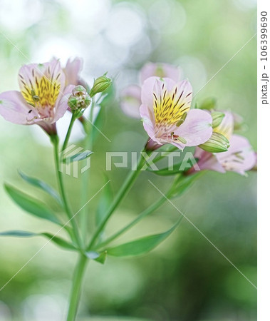 玉ボケ前ボケ後ろボケ美しいのアルストロメリアの花 玉ボケ前ボケ後ろボケ美しいのアルストロメリアの花 106399690