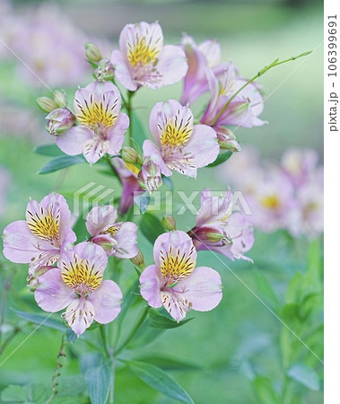 後ろボケ美しいのアルストロメリアの花 後ろボケ美しいのアルストロメリアの花 106399691