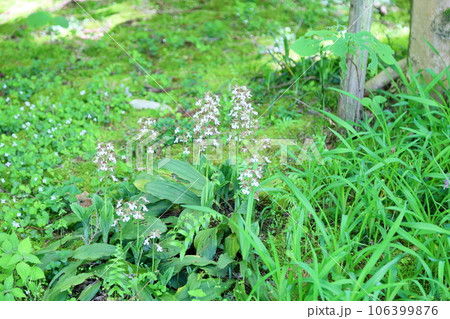 エビネの花　満開 106399876
