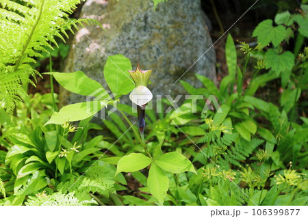 ユキモチソウの花 106399877