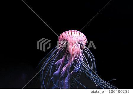 水中を優雅に浮遊する輝くクラゲたち 106400255