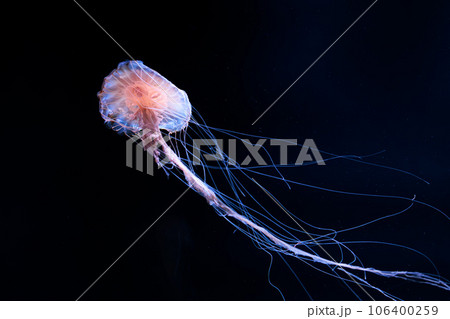 水中を優雅に浮遊する輝くクラゲたち 106400259