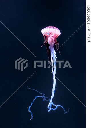 水中を優雅に浮遊する輝くクラゲたち 水中を優雅に浮遊する輝くクラゲたち 106400394