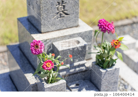 お墓　お盆　百日草（ジニア） 106400414