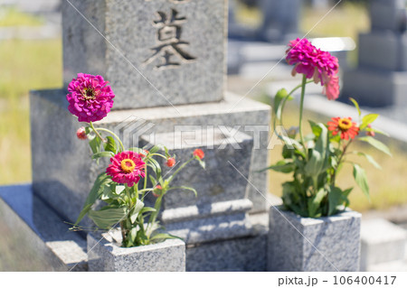 お墓 お盆 百日草(ジニア) お墓 お盆 百日草(ジニア) 106400417