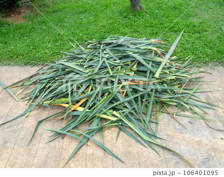 A pile of trimmed palm leaves. The work of a gardener. Palm tree pruning. Lots of cut leaves. 106401095