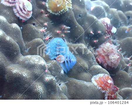海の中のカラフルなイバラカンザシ 海の中のカラフルなイバラカンザシ 106401284