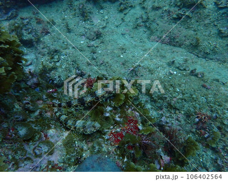 海の中のヒトスジエソ 海の中のヒトスジエソ 106402564