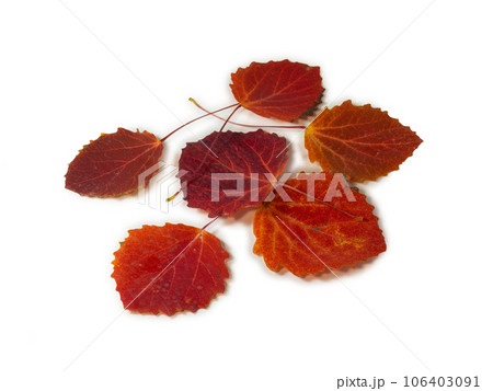 Red aspen leaves on a white background.   Ikibana. Autumn atmosphere. Item from the autumn forest. 106403091