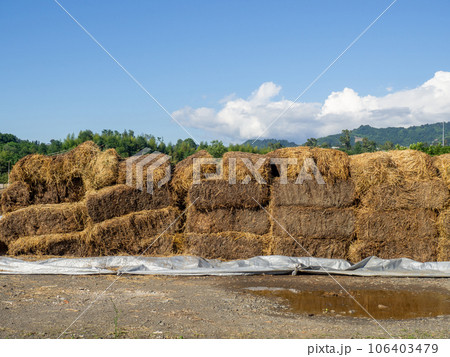 Sale of feed for livestock. Hay blocks. Lots of hay. Horse feed warehouse. 106403479