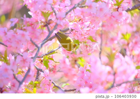 河津桜とメジロ 106403930