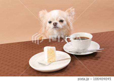 ケーキとコーヒーでティータイムを楽しむチワワ ケーキとコーヒーでティータイムを楽しむチワワ 106404045