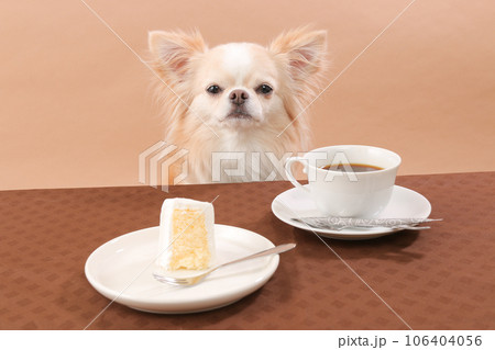 ケーキとコーヒーでティータイムを楽しむチワワ ケーキとコーヒーでティータイムを楽しむチワワ 106404056