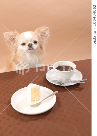 ケーキとコーヒーでティータイムを楽しむチワワ ケーキとコーヒーでティータイムを楽しむチワワ 106404062