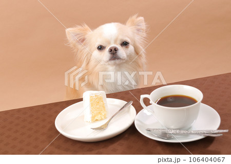 ケーキとコーヒーでティータイムを楽しむチワワ ケーキとコーヒーでティータイムを楽しむチワワ 106404067