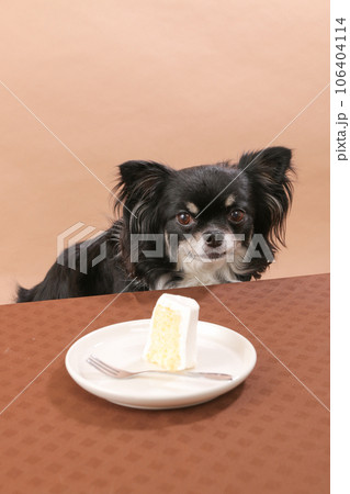 カットされたシフォンケーキと座って待つ小型犬のチワワ カットされたシフォンケーキと座って待つ小型犬のチワワ 106404114